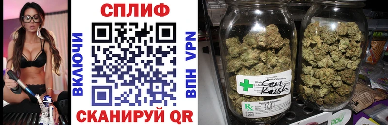 где купить   Терек  Канабис MAZAR 
